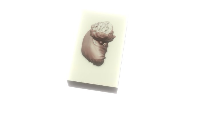 Model Scan 3D Model