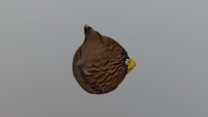 Angry Chewy 3D Model
