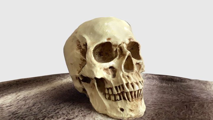 Skull 3D Model