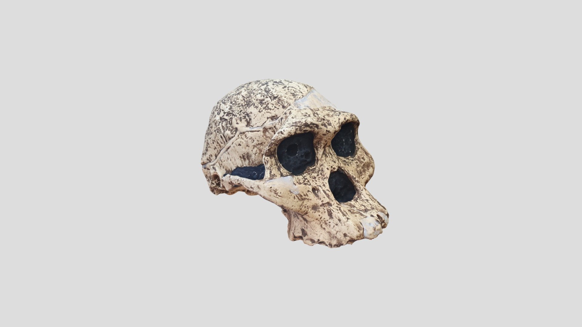 Crâne d'Australopithèque (moulage)