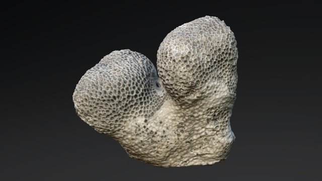 Goniopora sp. skeleton 3D Model