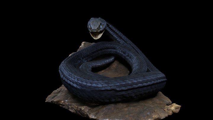 Natrix astreptophora 3D Model