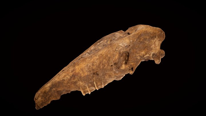 Macrauchenia patachonica skull 3D Model