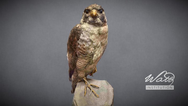 Peregrine Falcon (Falco peregrinus) 3D Model