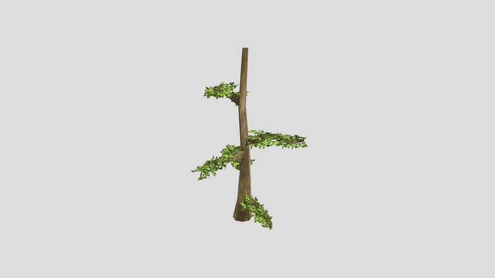 Capuchin Tree 3D Model