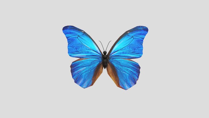 Butterfly 3D Model