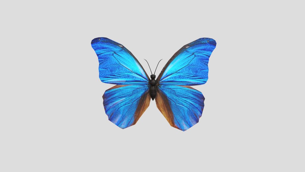 Butterfly