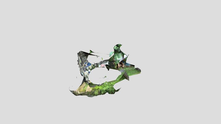 Zanate antillano 3D Model