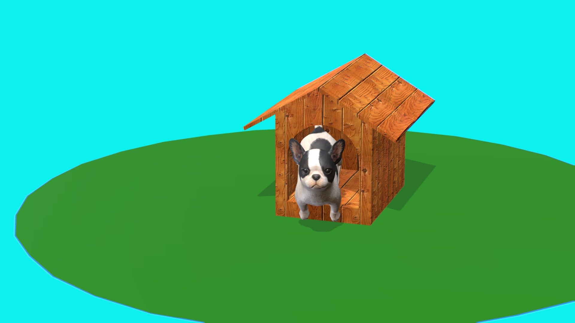 little dog at home
