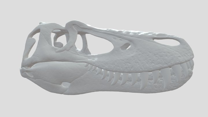 Nanotyrannus Lethaeus Skull 3D Model