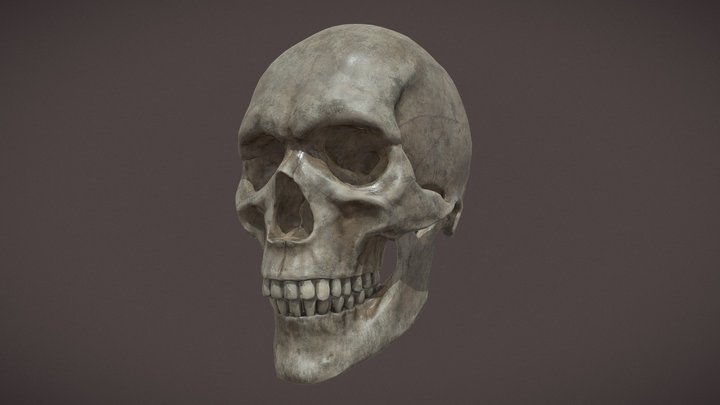 Skull
