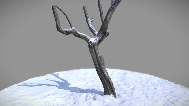 Ствол боярышника. – Free 3D Model STL