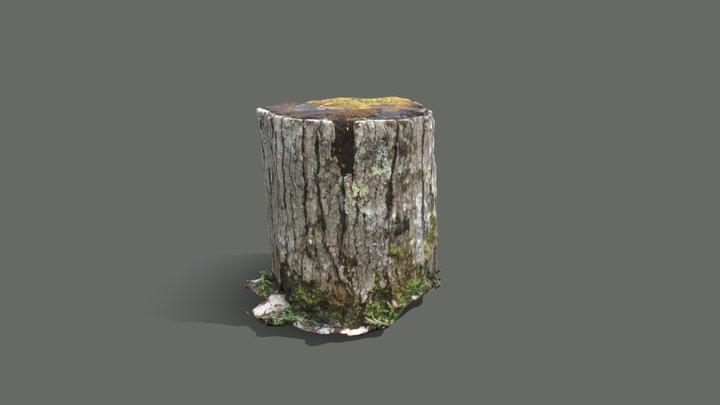 Tree Log Photogrammetry 3D Model