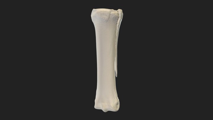 metacarpal bones (ossa metacarpalia) pony – Modèle 3D gratuit STL