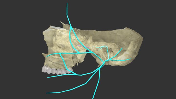 Facial Nerve & Nerve of Pterygoid Canal 3D Model