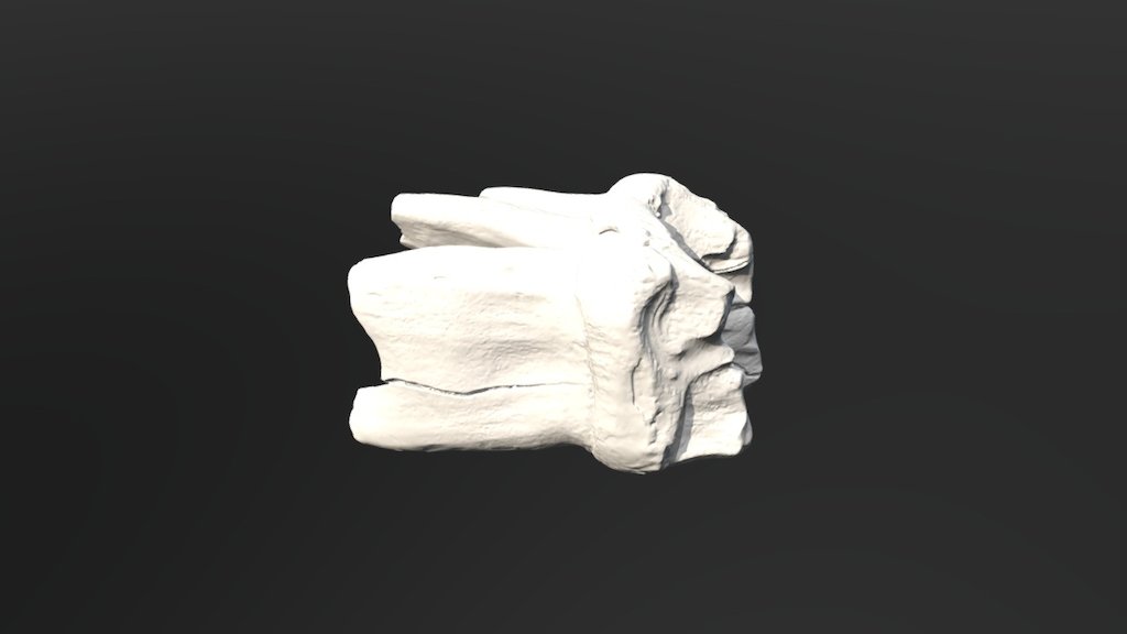 Mastodon, molar. Saltville, VA. Pleistocene.