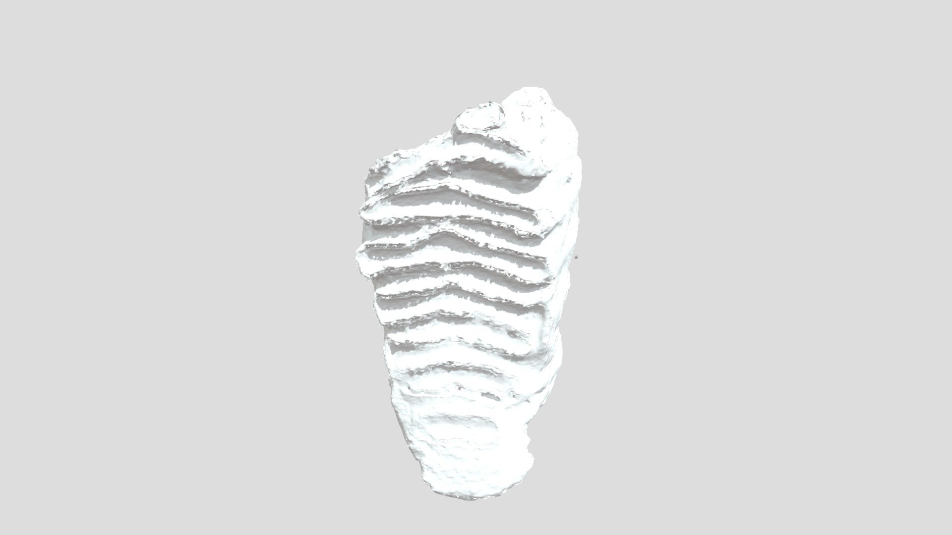 Mammuthus columbi -tooth