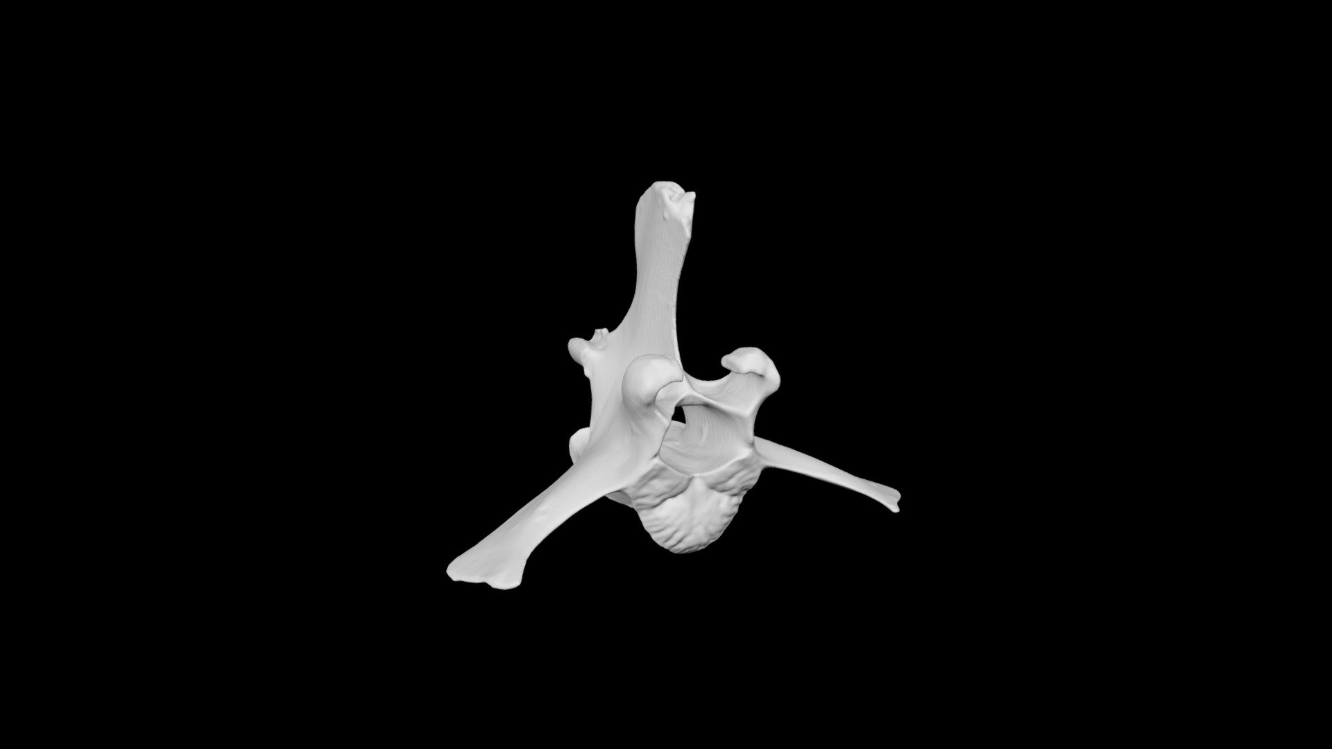 Whitetail Deer Lumbar Vertebra L1 - Download Free 3D Model By Eric ...