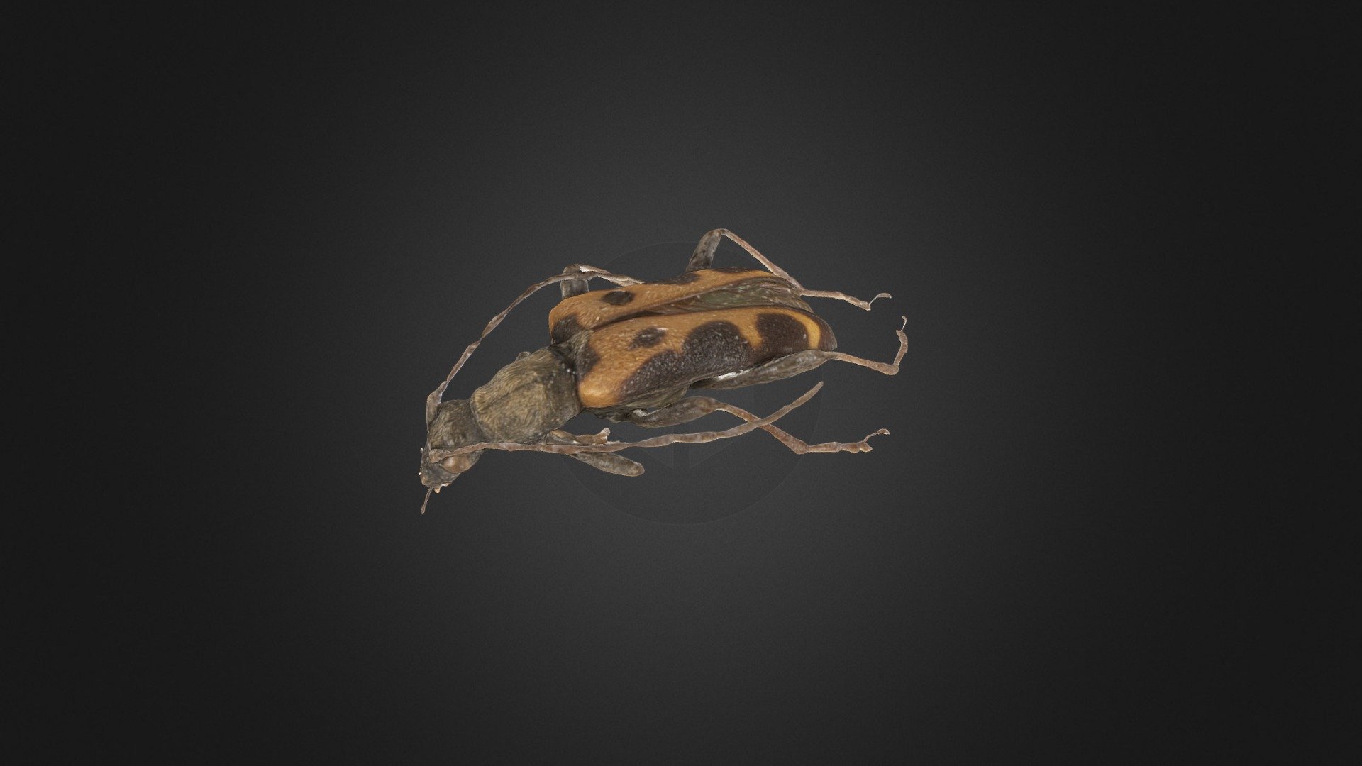 Longhorn Beetle