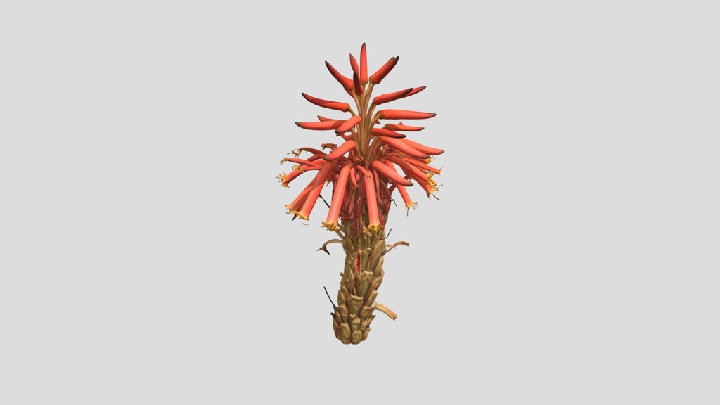 Aloe arborescens