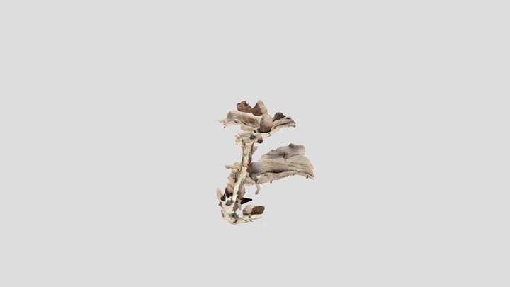 Crevice 3D Model