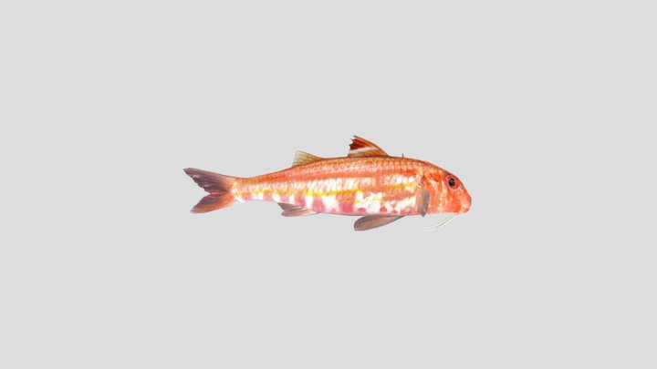 Surmullet 3D Model