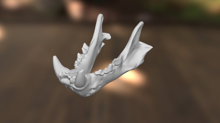 Lion's Lower Jaw 3D Model