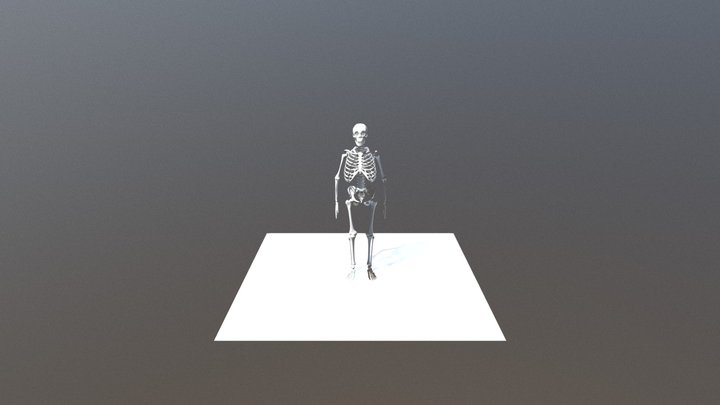 Human skeleton 3D Model