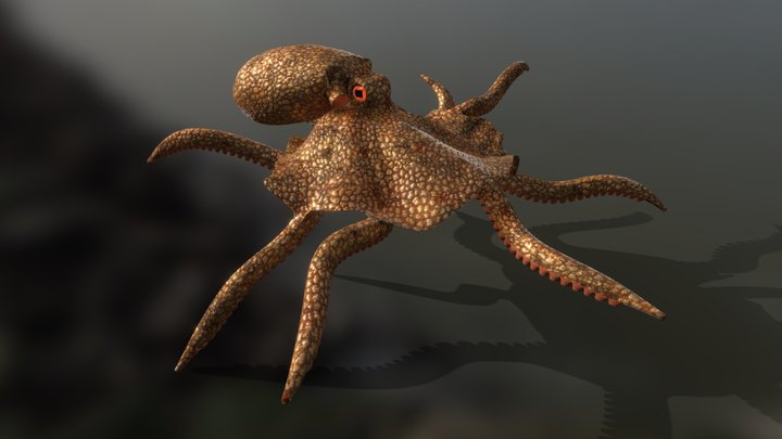 Octupus 3D Model