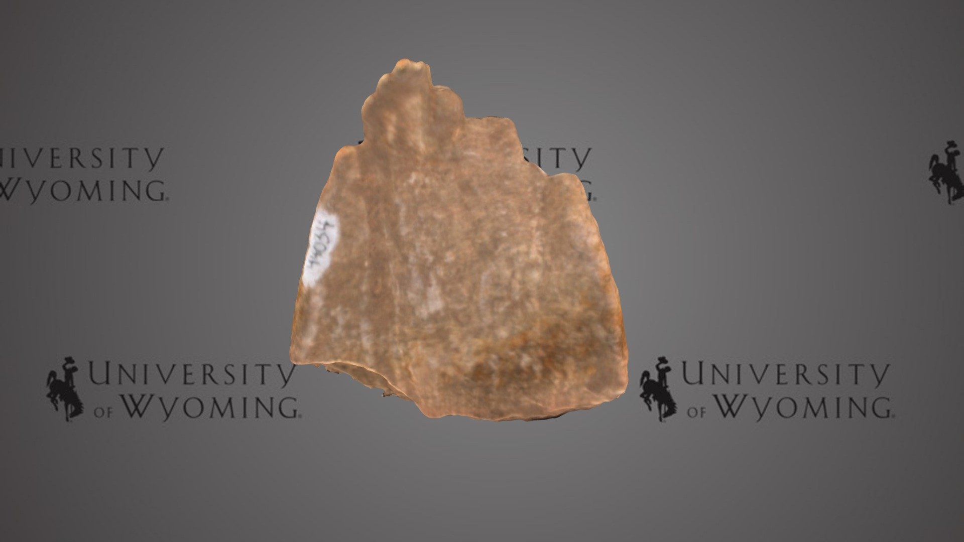 UW 44034 B - Mammuthus sp., Tooth Plate