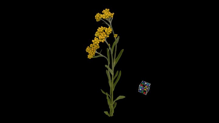 CC0 ハハコグサ Cottonweed, Pseudognaphalium affine