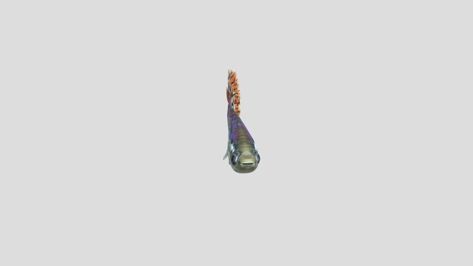 Guppy_Fish