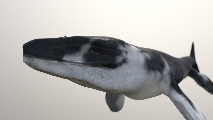 Prognathodon 3D Model