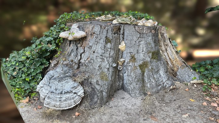 Tree stump with mushrooms 3D Model