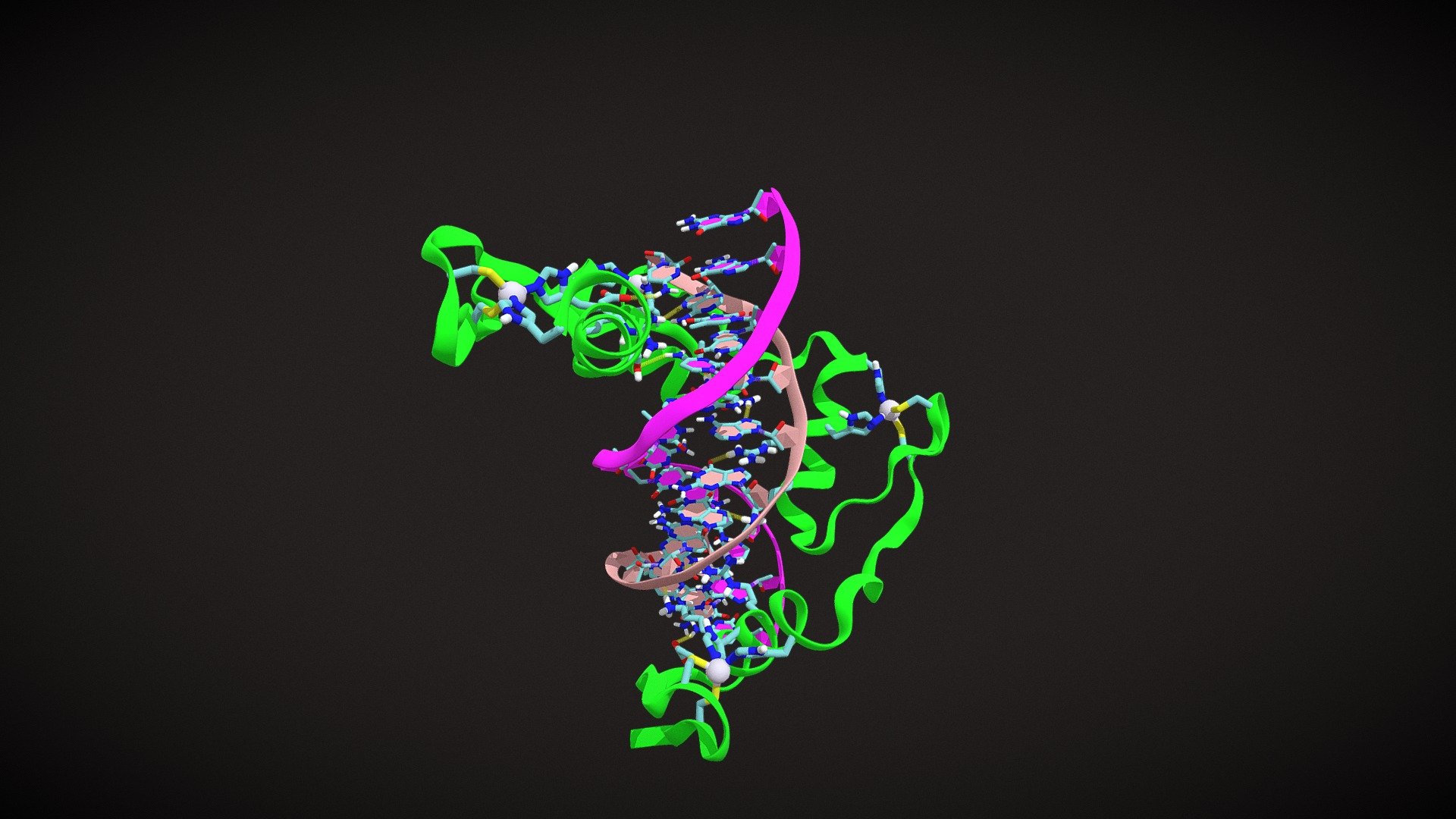 Zinc Finger DNA Binding Protein Download Free 3D model by gvsuchem