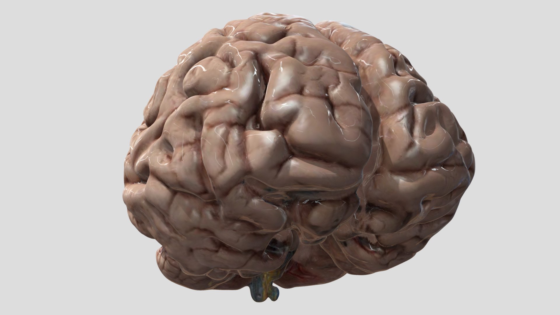 My Brain - Download Free 3D model by Brian Trepanier (@CMBC) [4a12bc8 ...