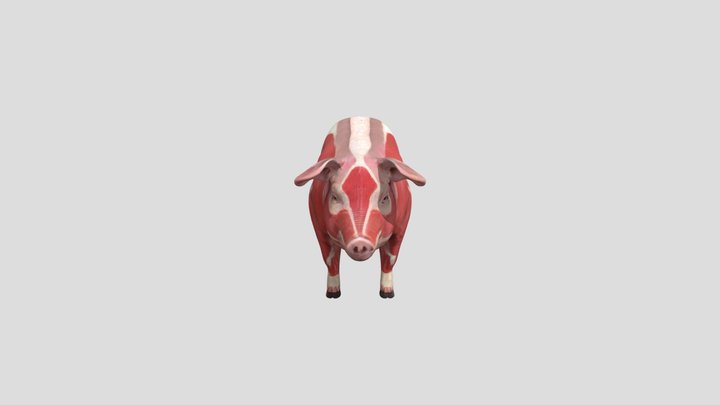 Pig_musculature_diagramsubcortescostilla 3D Model