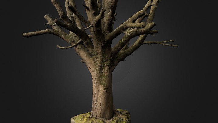 Horse-chestnut tree trunk (photogrammetry) 3D Model