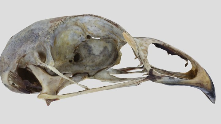 UWYMV:Bird:5864,Centrocercus urophasianus,Crania – Gratis 3D-model STL