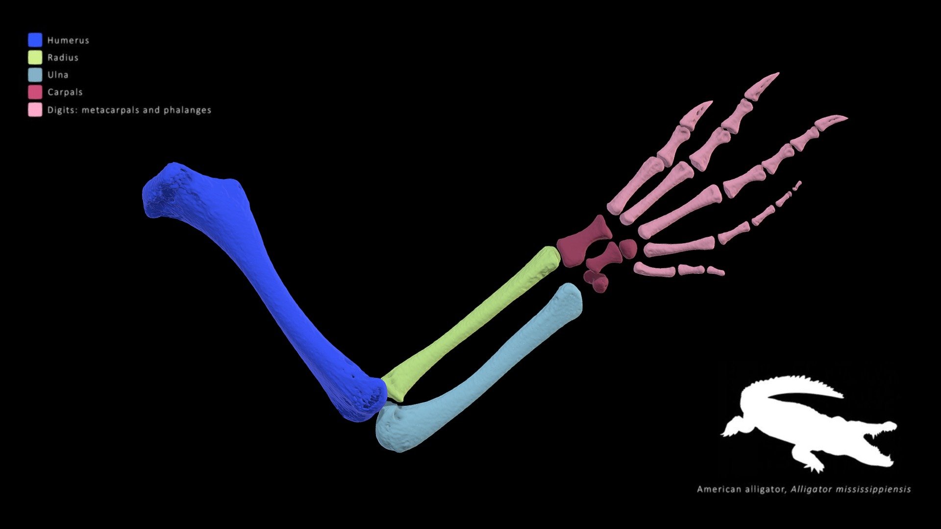 Alligator forelimb (UF Herp 21461) - 3D model by Blackburn Lab ...