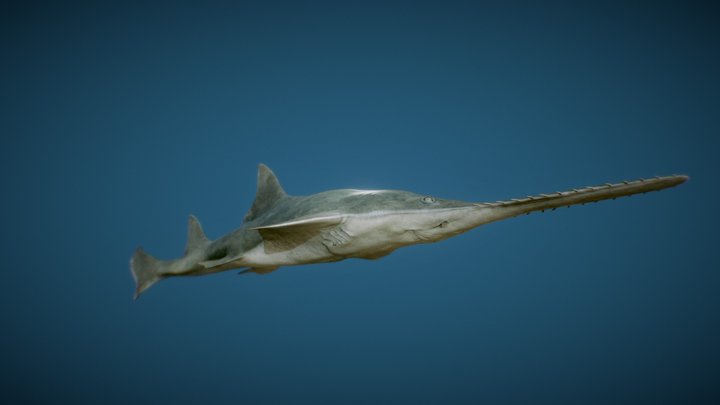Saw Fish 3D Model