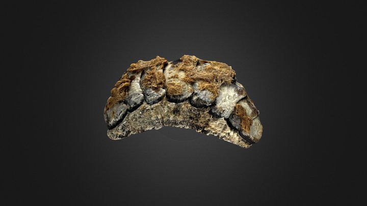 Acanthopleura granulata 3D Model