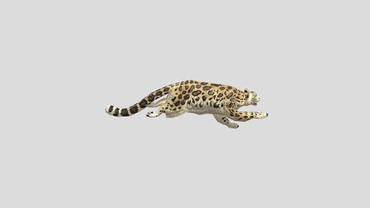 נמר ערבי 3D Model