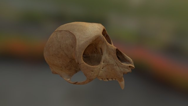 Monkey Skull/ Crânio Macaco 3D Model