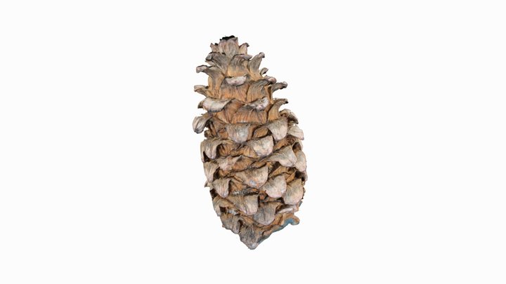 Сосна корейская. Pinus koraiensis. Korean pine 3D Model