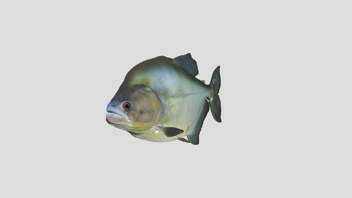 Black Piranha Adult (Serrasalmus Rhombeus) – Gratis 3D-model STL