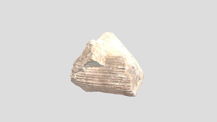 Grotte di Pradis - Vaccinites cfr gosaviensis 2 3D Model