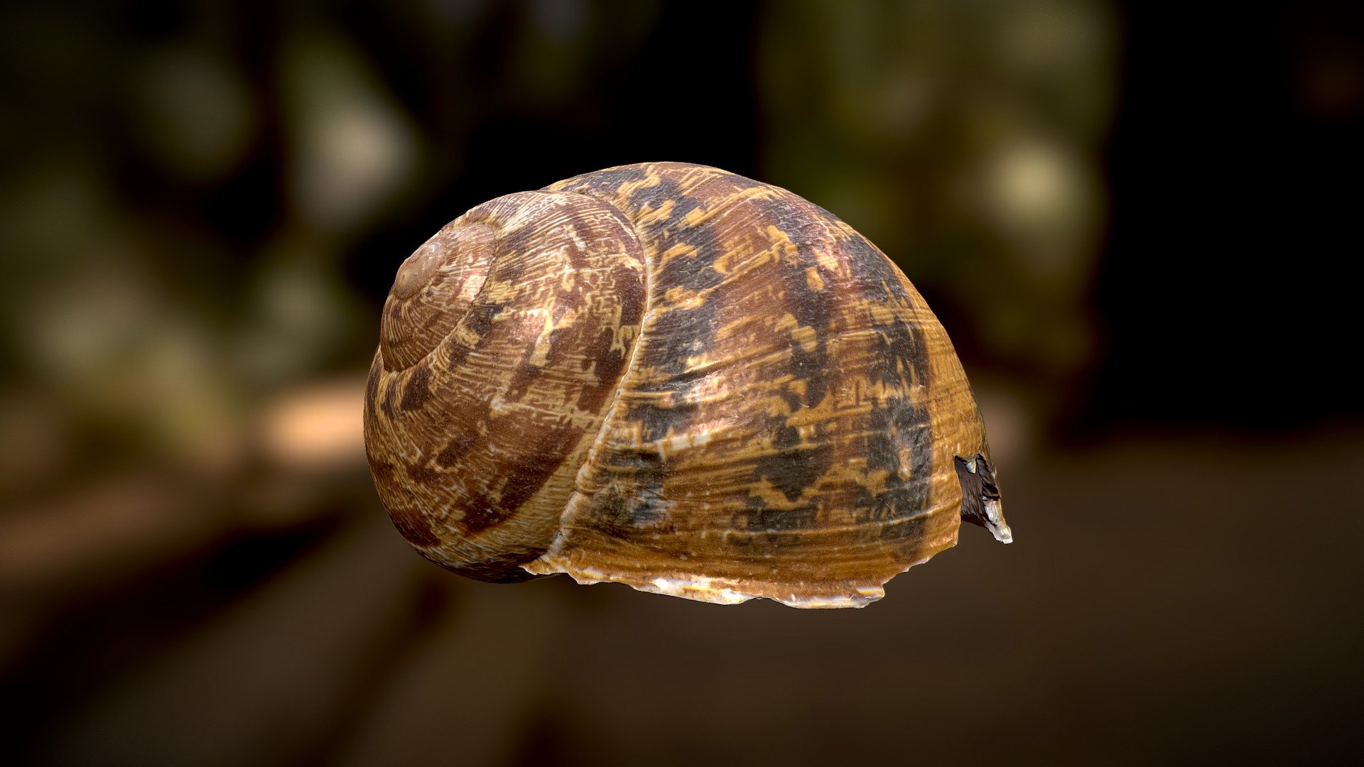 Snail - Away, due to home renovation