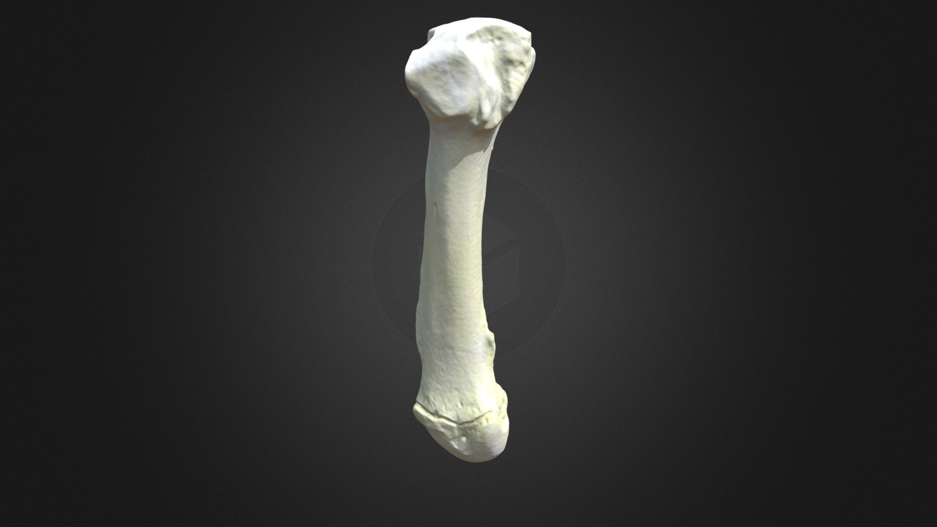 G. g. gorilla, metatarsus 4 (right hindlimb)