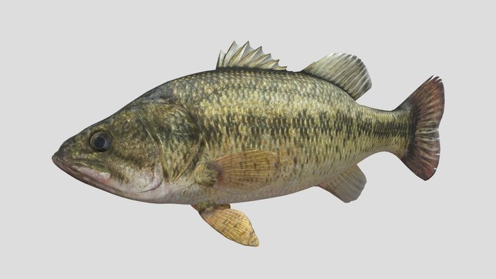 Fish Bass 3D Model